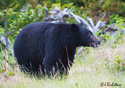 Ursus americanus